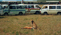 Gepard v NP Masai Mara v Keni