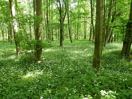 Lužní les v Litovelském Pomoraví.