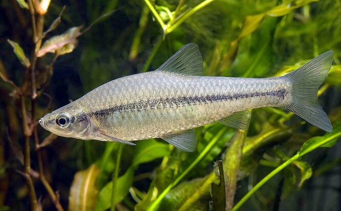 Střevlička východní (Pseudorasbora parva), invazní ryba našich rybníků.