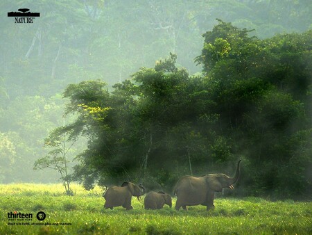Na snímku samice slona pralesního s mláďaty v Moandji Bai, Národní park Odzala.