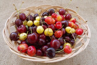 Staré odrůdy jsou cenné hlavně pestrostí barev, chutí a vůní.