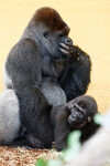 Gorily v Zoo Cabárceno ve Španělsku