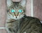 Za sítnicí má kočka zvláštní odraznou vrstvu – tapetum lucidum – která zvyšuje využití světla až o 40 %. Proto kočky vidí tak dobře za šera (kromě toho mají vyšší počet tyčinek než lidé), a proto jim ve tmě světélkují oči, když na ně dopadne paprsek světla. Kočky nedovedou zaostřit oko na menší vzdálenost než 10–20 cm, proto nám někdy připadají tak nešikovné, berou-li si například potravu z naší ruky. / Kočka domácí, málo známý fenomén naší přírody