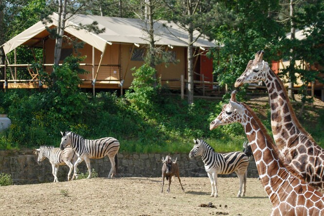 U velkých zoologických zahrad je daleko menší pravděpodobnost problémů než u menších zoo parků. Na snímku Zoo ve Dvoře Králové.