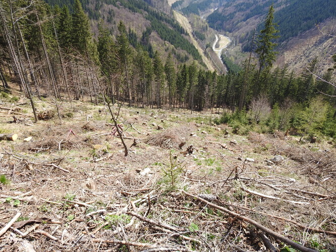 Vykácení stromů na prudkém svahu je problematické, protože půdě hrozí, že se při prudším dešti spláchne dolů. Obnovuje se jen pomalu, a s ní i les.