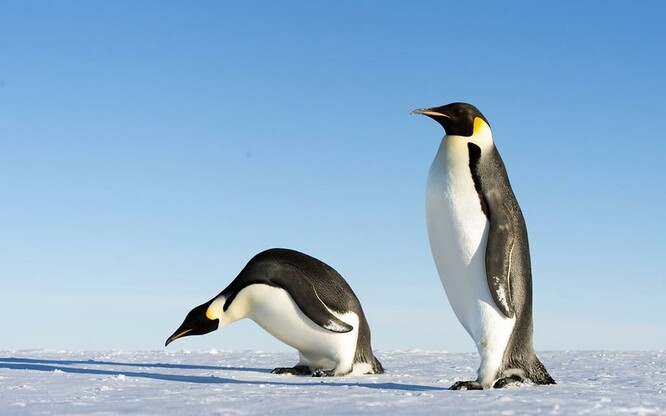 Klimatická změna způsobila, že se mezi významně ohrožené druhy přidal tučňák císařský.