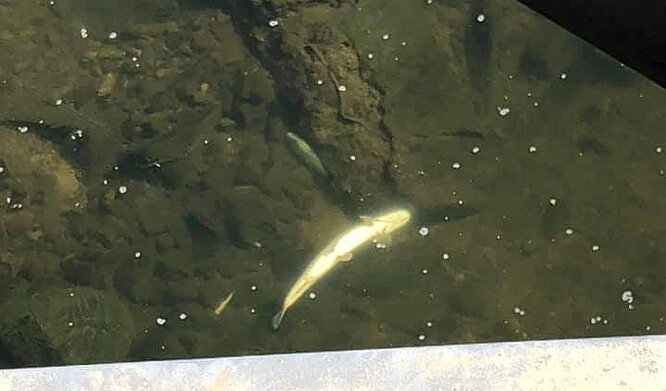 Otrávená řeka Bečva, 20. 9. 2020. Otrávená řeka Bečva, 20. 9. 2020.