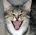 Kočka domácí má v dospělosti 30 zubů, vyjádřeno zubním vzorcem je to: 2(3/3 I, 1/1C, 3/2 PM, 1/1 M) 30. Nejnápadnější jsou kónické špičáky, které slouží k zachycení a usmrcení kořisti, a ploché ostré premoláry (trháky), které kočka používá, jak již název napovídá, k porcování kořisti. Dočasný (mléčný) chrup postrádá stoličky a jeho vzorec je 2(3/3 i,1/1 c, 3/2 pm) 26. / Kočka domácí, málo známý fenomén naší přírody