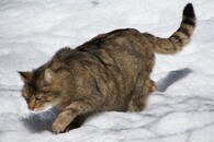 Kočka divoká ve sněhu