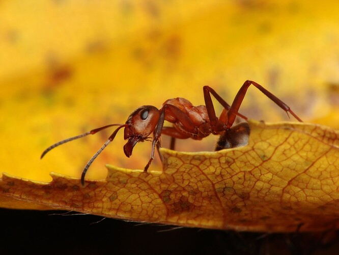 Mravenci množiví jsou sice známí válkami, které vedou s příslušníky svého druhu – z různých mravenišť – ale v rámci své kolonie se vůči sobě agresivně jinak vůbec neprojevují.