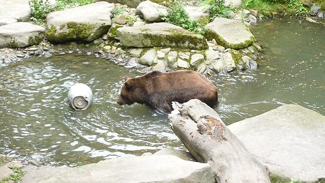 Medvědář Černý míní, že medvědi si při koronarizi všimli, že turistů ubylo.