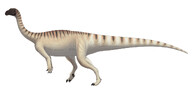 Mussaurus patagonicus
