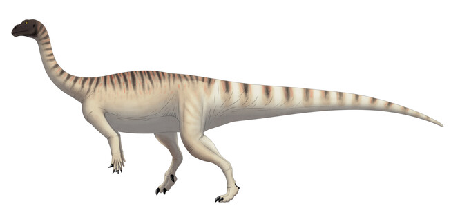 Analýza odhalila přítomnost jediného druhu - obřího býložravce s dlouhým krkem, který nese latinský název Mussaurus patagonicus.