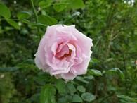 Růže 'Masaryk' vyšlechtěná Janem Böhmem