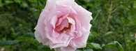 Růže 'Masaryk' vyšlechtěná Janem Böhmem