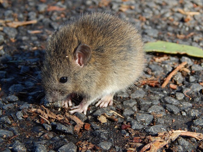 Rattus exulans, krysy ostrovní. Invazní druh, který nad jiné vyniká přizpůsobivostí a všežravostí.