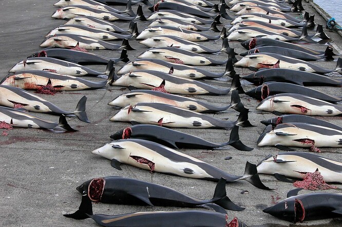 Loni při lovu zvaném Grindadráp místní lidé usmrtili 576 kulohlavců a 35 plískavic bělobokých, zvaných též delfín běloboký. Letos jim ovšem za oběť padlo 1428 plískavic bělobokých. Na fotografii lov kytovců na Faerských ostrovech v roce 2006.