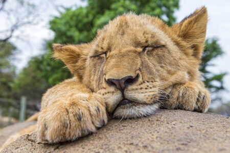 Najdeme někdy zvíře, které vůbec nespí? Podle Rattenborga není nic zcela vyloučeno. Toto lvíče to ale nebude.