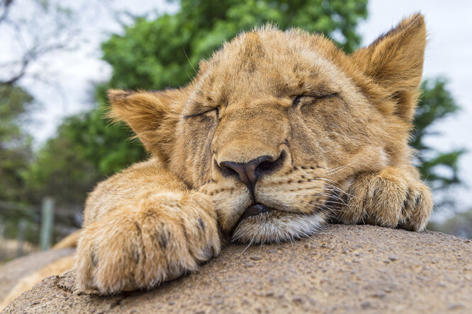 Zoologické zahrady v Česku chovají 54 lvů, u soukromníků je evidováno 165 lvů. Počet zvířat v soukromých chovech však může být ještě vyšší, někteří lvi jsou totiž chování nelegálně.