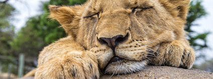 spící lvíče Foto: Tambako The Jaguar Flickr