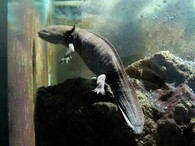 Axolotl mexický 