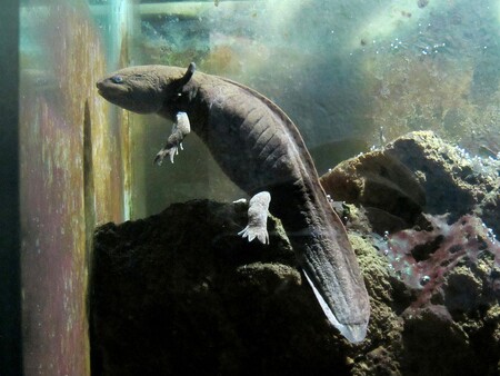 Vrčení filtrů v akváriích narušuje klid kláštera na západě Mexika. Tamní jeptišky přerušují modlitby na několik hodin denně, aby se staraly o achoques, vodní salamandry, kteří fascinují vědce svou schopností regenerace poškozených orgánů. / Ilustrační foto