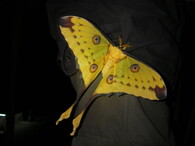 Madagaskarský motýl druhu Argema mittrei