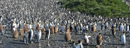 Velká kolonie asi 60 000 párů Tučňáků patagonských (Aptenodytes patagonicus) v Salisburské pláni na jižní Georgii. Tučňák patagonský (Aptenodytes patagonicus) je po tučňáku císařském druhým největším tučňákem.