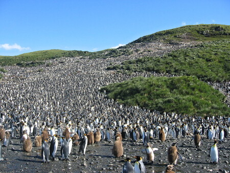 V roce 1982 ornitologové napočítali bezmála 500 000 hnízdících párů, dohromady pak něco kolem dvou milionů tučňáků. Kolonie se v roce 2015 zmenšila na přibližně 60 000 párů, zaznamenala tedy propad téměř o 90 %.