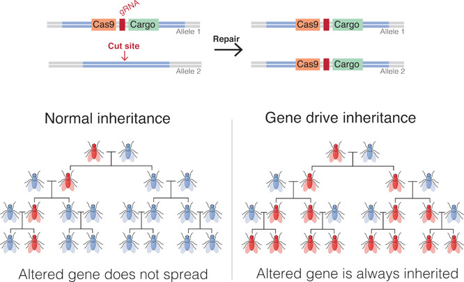 Gene drive je metoda genetického inženýrství, která zvýhodní nebo znevýhodní určité geny v populaci.