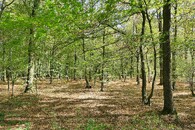 Hambašský les v Německu