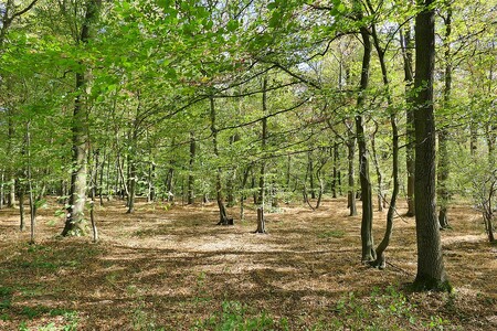 České ekologické organizace se přidaly k mezinárodní kampani za záchranu Hambašského lesa v Německu, kterému hrozí vykácení kvůli těžbě uhlí. / Ilustrační foto