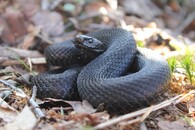 černá zmije obecná