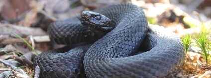 Zmije obecná. Foto: Frogography / Wikimeda Commons Zmije obecná. Foto: Frogography / Wikimeda Commons