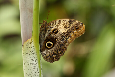 Exotičtí motýli se nyní líhnou ve skleníku botanické zahrady Mendelovy univerzity v Brně.