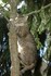 Kočky jsou dokonale vybavené ke šplhání po stromech. Jejich ostré drápy, které si udržují „broušením“ o nejrůznější předměty včetně drahých sedacích souprav, slouží jako prvotřídní stupačky a vylézt do koruny vysokého stromu je pro kočku otázkou několika vteřin. Přesto ve větvích stromů a keřů obvykle neloví – potenciální kořist – ptáci nebo stromoví savci – jsou na takovéto útoky připraveni a úspěšnost koček by byla v těchto případech mizivá. / Kočka domácí, málo známý fenomén naší přírody