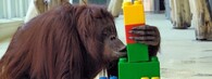 Orangutan Nonja z rakouské zoo