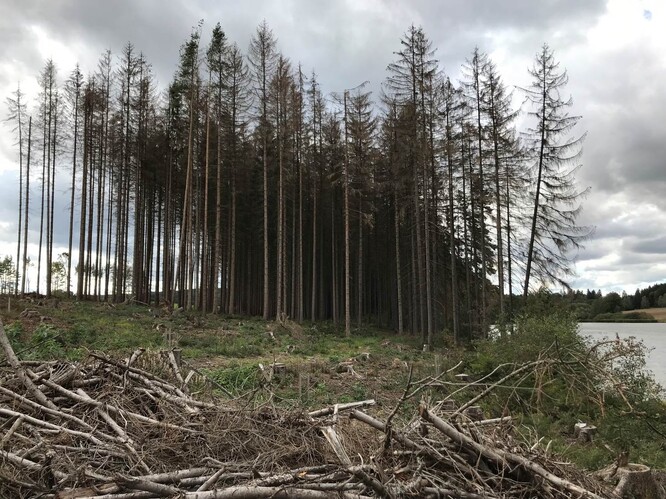 Chřadnoucí české lesy již emise CO2 nepohlcují, ale produkují.