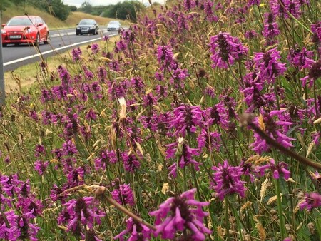 Šedivý asfalt tu už šestým rokem doplňují pásy kvetoucích lučních rostlin; k radosti obyvatel, řidičů i hmyzích opylovačů. / Ilustrační foto