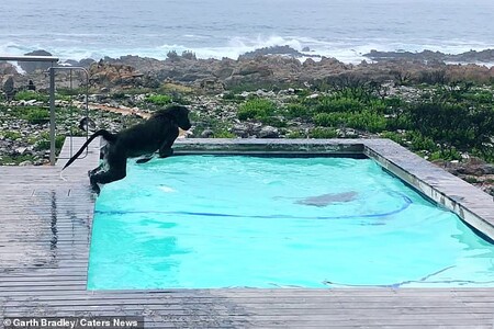 Dva paviáni si přišli zadovádět do jeho bazénu, do kterého nadšeně skákali jako malé děti.