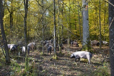 Pastva domácích vepřů v Německu.