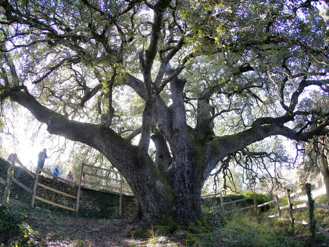 Tisíciletý dub přezdívaný strom čarodějnic stojí v městečku Alto Aragón s pouhými 13 obyvateli.