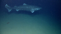 žralok grónský