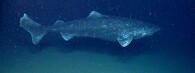 Žralok grónský