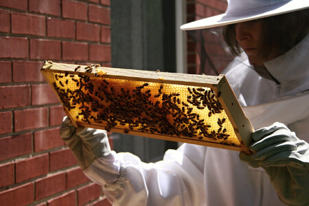 Je to včelaření, ale ne ochrana městských opylovačů.