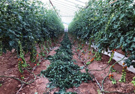 Skleník na pěstování rajčat