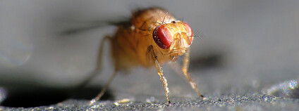 Drosophila Foto: John Tann Flickr