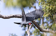 kakadu arový