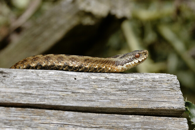 Samice zmije obecné se vyhřívá na trámku. Všimněte si pro zmiji typické štěrbinovité svislé zřítelnice.