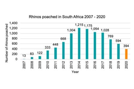 Počty upytlačených nosorožců v Jihoafrické republice.